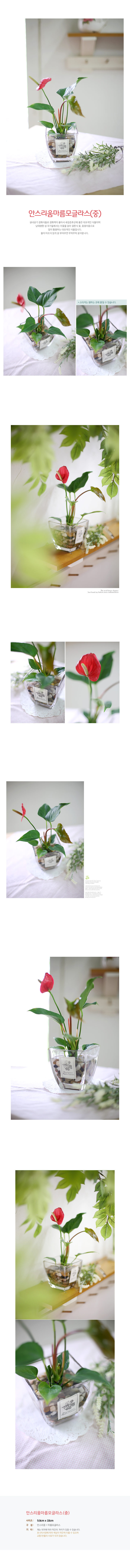 [행복한세상]안스리움마름모글라스(중) 15,900원 - 지승 인테리어, 가드닝, 식물, 수경식물 바보사랑 [행복한세상]안스리움마름모글라스(중) 15,900원 - 지승 인테리어, 가드닝, 식물, 수경식물 바보사랑